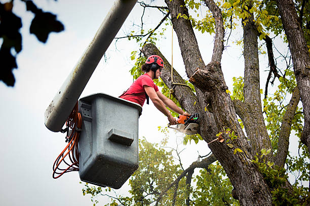 Best Tree Disease Treatment  in Grants Pass, OR